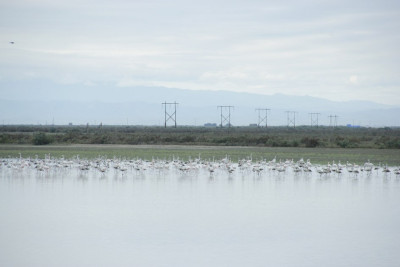 Flaminqolar Mahmudçalaya axışdı – digər çöl quşları isə azalaraq yox olub