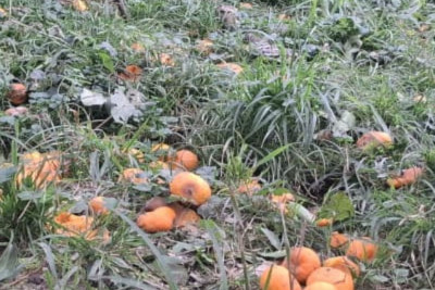 Astarada tonlarla naringi ağacların üstündə çürüyür