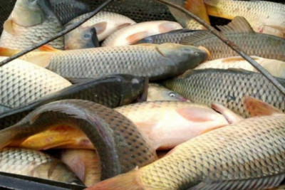 Balıq ovu üçün kvota təsdiqləndi