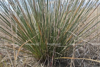 Xəzər geri çəkilir: Astara sahillərində yeni ekosistem yaranır