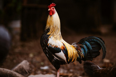 Xoruzu satıb araq aldı, içib arvadını bıçaqladı