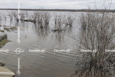 "Zəvvar" təsərrüfatında dirçəliş: Quşlar Cəlilabada qayıdır