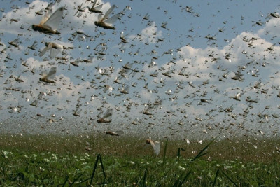 Anomal istilər həşəratları vaxtından əvvəl "oyatdı":Çəyirtkələrin qarşısı alınmasa nə baş verə bilər