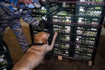 Gömrükdə 100 kiloqramdan artıq narkotik vasitə aşkarlanıb