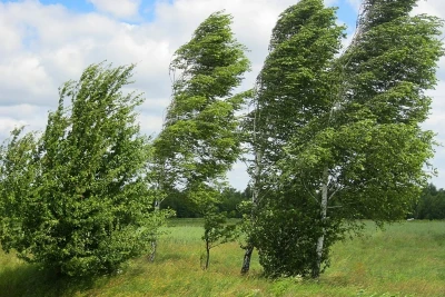 Cənubda külək güclənəcək - XƏBƏRDARLIQ