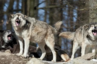 İmişlidə canavarlar kəndə hücum edib