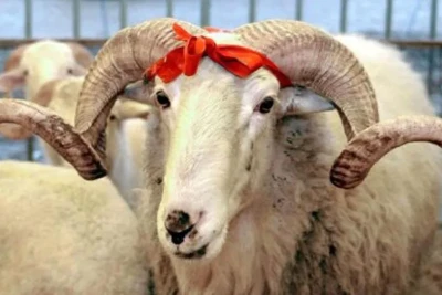 Qurbanlıq heyvanların satış və kəsim ünvanları - Açıqlandı