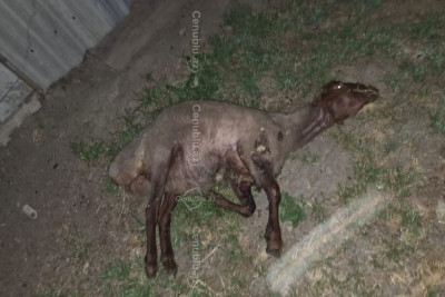 Cəlilabadda vaksin vurulan heyvanlar tələf olur