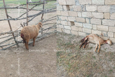 Canavarlar kəndə daraşıb: Sabirabadda qoyunlar tələf oldu