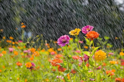 Rayonlarda qeyri-sabit hava avqustun 17-dək davam edəcək - XƏBƏRDARLIQ